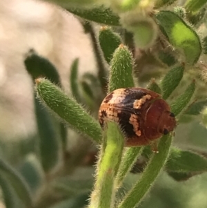 Paropsisterna laesa at Downer, ACT - 6 Apr 2021