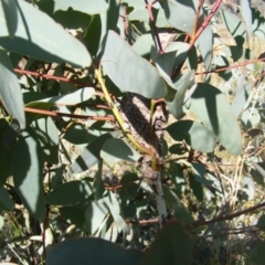 Papyrius nitidus at Tuggeranong DC, ACT - 5 Apr 2021