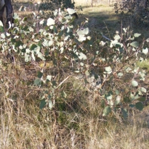 Papyrius nitidus at Fraser, ACT - 1 Apr 2021