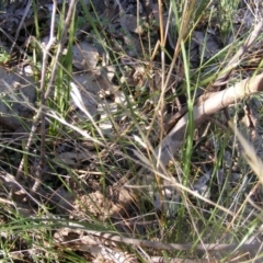 Papyrius nitidus at Fraser, ACT - 1 Apr 2021