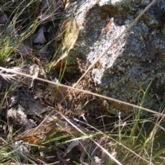 Papyrius nitidus at Fraser, ACT - 1 Apr 2021