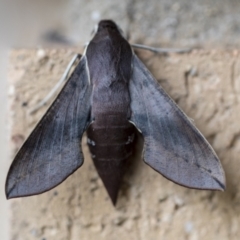 Hippotion scrofa (Coprosma Hawk Moth) at Higgins, ACT - 29 Mar 2021 by AlisonMilton