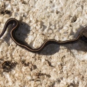 Caenoplana coerulea at Higgins, ACT - 5 Apr 2021