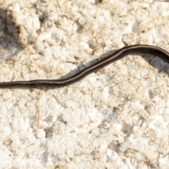 Caenoplana coerulea at Higgins, ACT - 5 Apr 2021