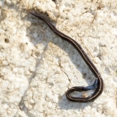 Caenoplana coerulea at Higgins, ACT - 5 Apr 2021