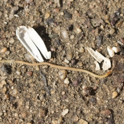 Geophilomorpha sp. (order) (Earth or soil centipede) at Higgins, ACT - 5 Apr 2021 by AlisonMilton