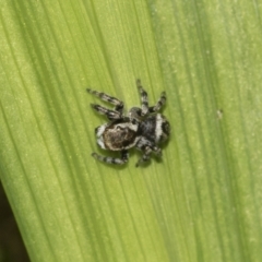 Maratus griseus at Higgins, ACT - 5 Apr 2021