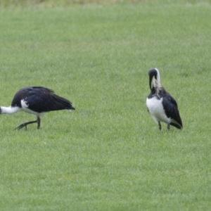 Threskiornis spinicollis at Holt, ACT - 21 Mar 2021 08:42 AM