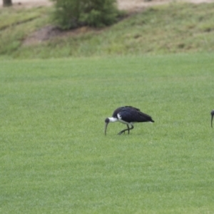 Threskiornis spinicollis at Holt, ACT - 21 Mar 2021 08:42 AM