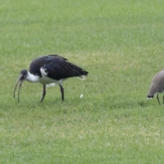 Threskiornis spinicollis at Holt, ACT - 21 Mar 2021 08:42 AM