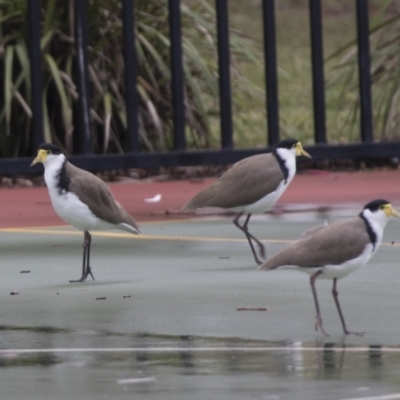 Vanellus miles (Masked Lapwing) at Holt, ACT - 21 Mar 2021 by AlisonMilton