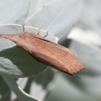 Pararguda nasuta (Wattle Snout Moth) at Higgins, ACT - 28 Mar 2021 by AlisonMilton