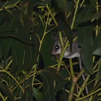 Cercartetus nanus (Eastern Pygmy Possum) at Uriarra Village, ACT - 5 Apr 2021 by TimotheeBonnet