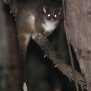 Pseudocheirus peregrinus at Cotter River, ACT - 5 Apr 2021