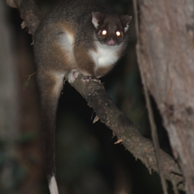 Pseudocheirus peregrinus (Common Ringtail Possum) at Lower Cotter Catchment - 5 Apr 2021 by TimotheeBonnet