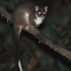 Pseudocheirus peregrinus at Cotter River, ACT - 5 Apr 2021