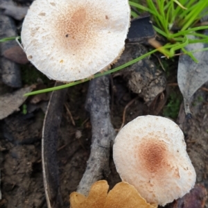 Lepiota s.l. at Holt, ACT - 2 Apr 2021 10:12 AM