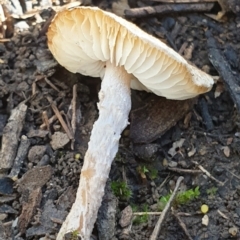 Lepiota s.l. at Holt, ACT - 2 Apr 2021