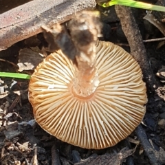 Lepiota s.l. at Holt, ACT - 2 Apr 2021