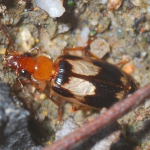 Trigonothops sp. (genus) at Paddys River, ACT - 4 Apr 2021