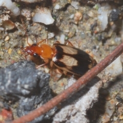 Trigonothops sp. (genus) at Paddys River, ACT - 4 Apr 2021