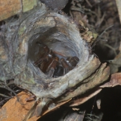 Arbanitis sp. (genus) (A spiny trapdoor spider) at Acton, ACT - 3 Apr 2021 by Harrisi