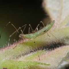 Rayieria sp. (genus) (Mirid plant bug) at Acton, ACT - 6 Apr 2021 by TimL