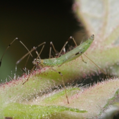 Rayieria sp. (genus) (Mirid plant bug) at Acton, ACT - 6 Apr 2021 by TimL