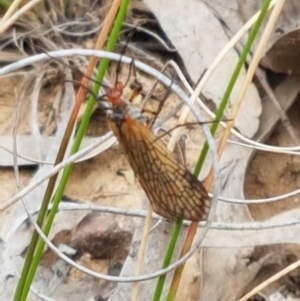 Chorista australis at Bruce, ACT - 7 Apr 2021 10:41 AM