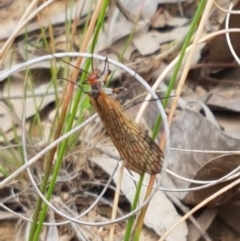 Chorista australis at Bruce, ACT - 7 Apr 2021