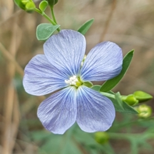 Linum marginale at Bruce, ACT - 7 Apr 2021 10:46 AM