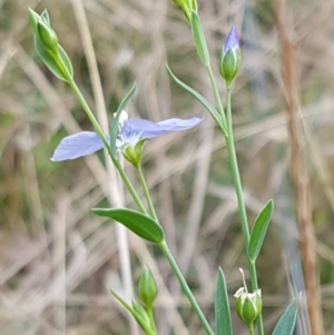 Linum marginale at Bruce, ACT - 7 Apr 2021 10:46 AM