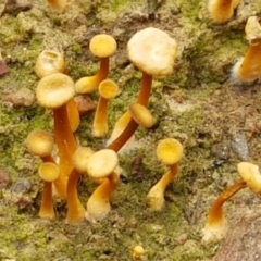 Lichenomphalia chromacea (Yellow Navel) at Bruce, ACT - 7 Apr 2021 by tpreston