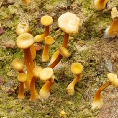 Lichenomphalia chromacea (Yellow Navel) at Bruce, ACT - 7 Apr 2021 by tpreston