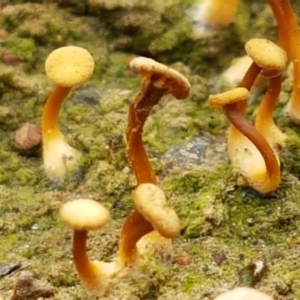 Lichenomphalia chromacea at Bruce, ACT - 7 Apr 2021 10:51 AM