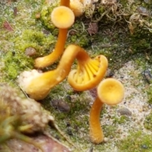 Lichenomphalia chromacea at Bruce, ACT - 7 Apr 2021 10:51 AM