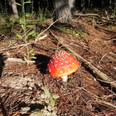 Amanita muscaria (Fly Agaric) at Lower Cotter Catchment - 5 Apr 2021 by dwise