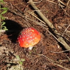 Amanita muscaria at Coree, ACT - 5 Apr 2021 04:32 PM