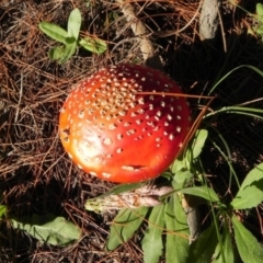 Amanita muscaria at Coree, ACT - 5 Apr 2021