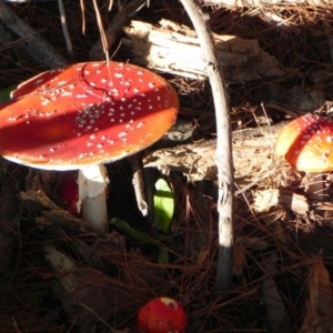 Amanita muscaria at Coree, ACT - 5 Apr 2021