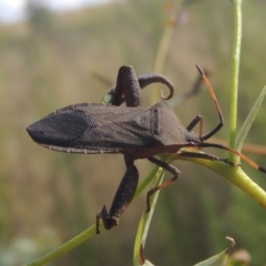 Amorbus sp. (genus) (Eucalyptus Tip bug) at Paddys River, ACT - 22 Feb 2021 by michaelb