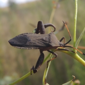 Amorbus sp. (genus) at Paddys River, ACT - 22 Feb 2021 06:19 PM