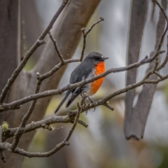 Petroica phoenicea (Flame Robin) at Cotter River, ACT - 5 Apr 2021 by trevsci