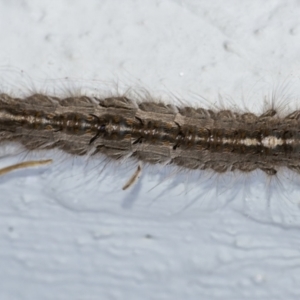 Porela (genus) at Googong, NSW - 7 Apr 2021