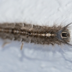 Porela (genus) at Googong, NSW - 7 Apr 2021