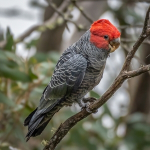 Callocephalon fimbriatum at Cotter River, ACT - 6 Apr 2021