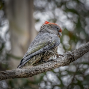 Callocephalon fimbriatum at Cotter River, ACT - 6 Apr 2021