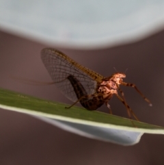 Ephemeroptera (order) (Unidentified Mayfly) at Woodstock Nature Reserve - 7 Apr 2021 by Roger