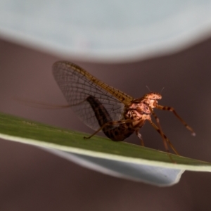 Ephemeroptera (order) at Holt, ACT - 7 Apr 2021 01:12 PM