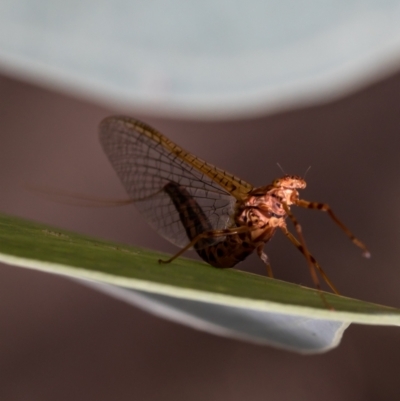 Ephemeroptera (order) (Unidentified Mayfly) at Woodstock Nature Reserve - 7 Apr 2021 by Roger